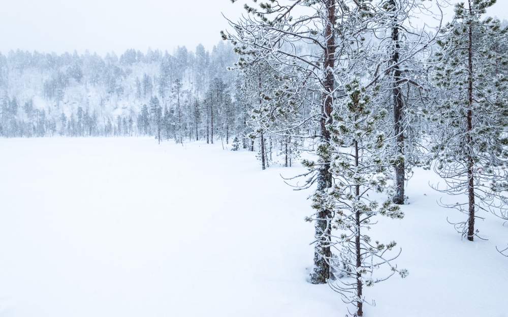 Alberi innevati sul lago Inarijärvi vicino a Inari in inverno