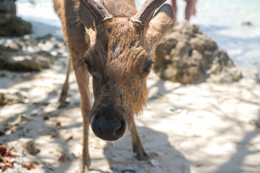 Cervi sulla spiaggia dell'isola di Menjangan