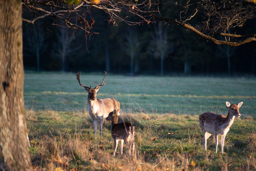 Daini selvatici a Phoenix Park, Dublino
