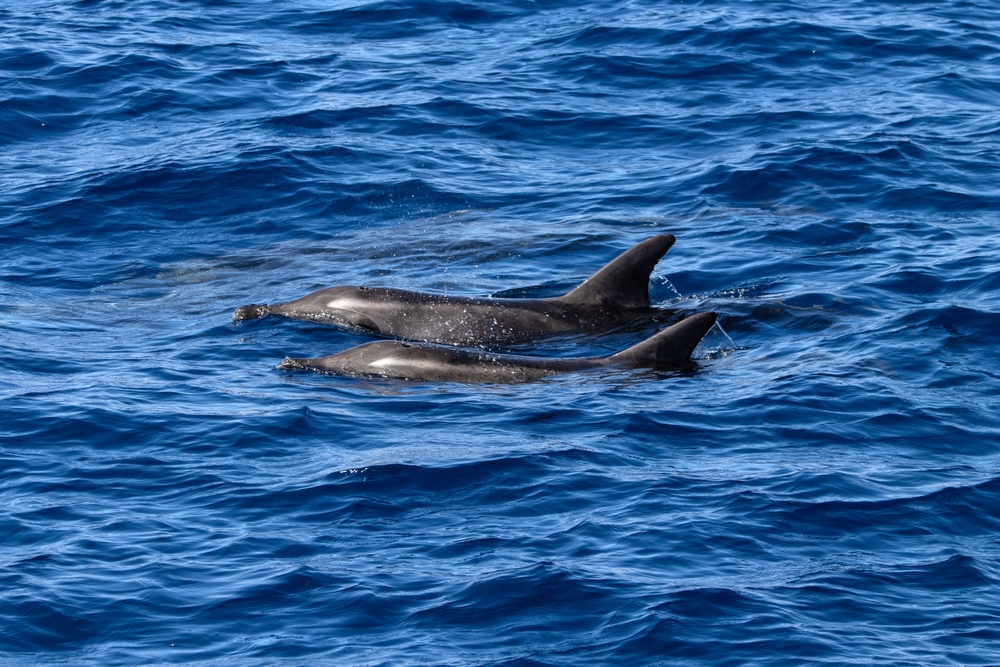Due delfini nell'Atlantico al largo di Gran Canaria