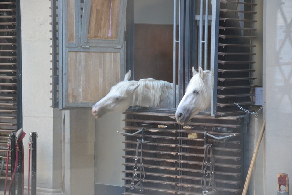 Due cavalli lipizzani bianchi che guardano fuori dalle finestre delle scuderie della Scuola di Equitazione Spagnola a Vienna