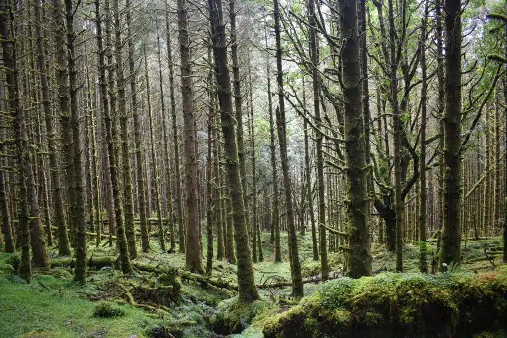 Foresta scozzese