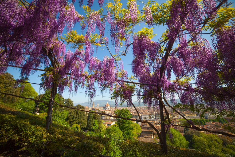 Il glicine in fiore nel Giardino Bardini a Firenze