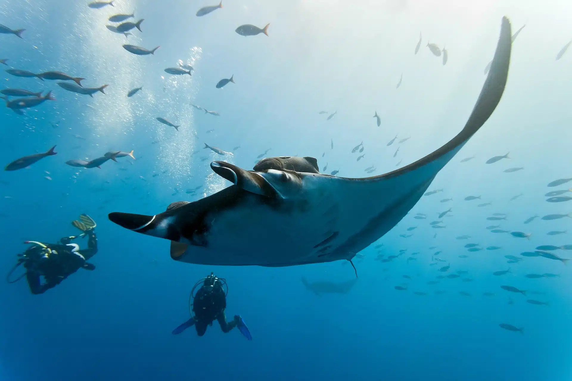 immersioni alle Maldive
