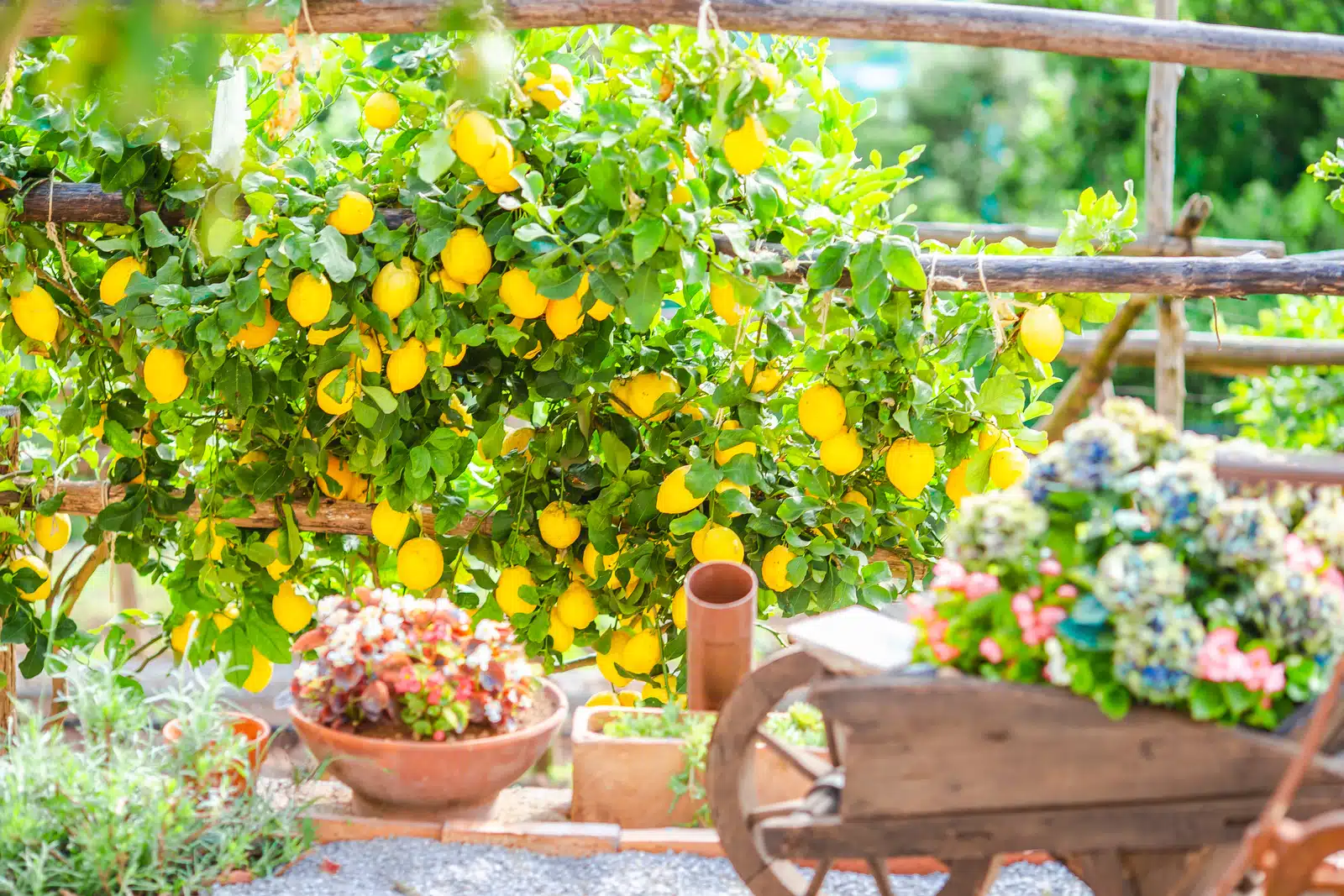 Limoni Costiera Amalfitana