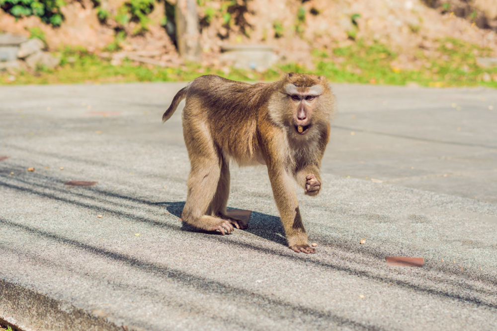 Macachi al belvedere di Khao Toh Sae sulla Monkey Hill a Phuket