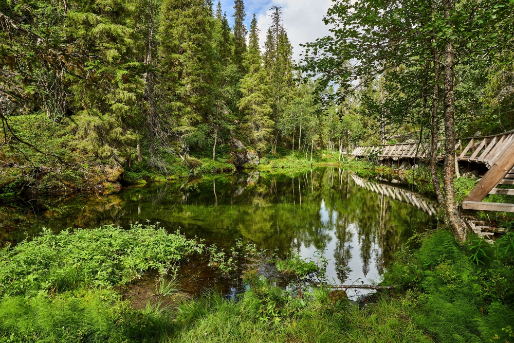 Natura nel Parco nazionale di Pyhä-Luosto vicino a Luosto in Lapponia