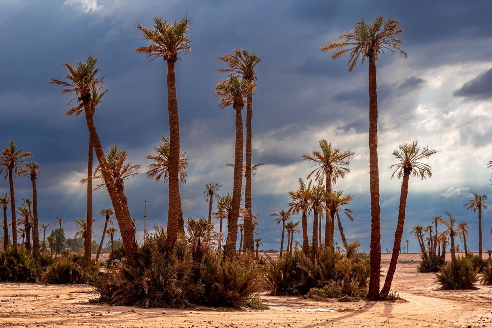 Il palmeto della Palmeraie alle porte di Marrakech