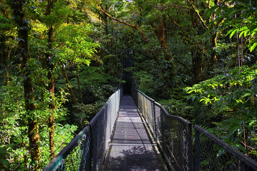 Ponte sospeso tra le chiome degli alberi nella foresta nebulosa di Monteverde