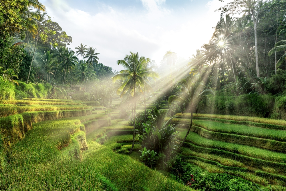 Le risaie a terrazza di Tegalalang vicino a Ubud, Bali