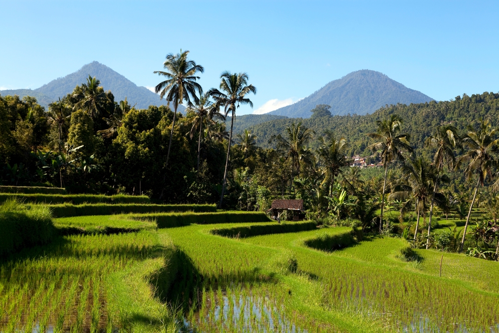 Le risaie di Jatiluwih a Bali