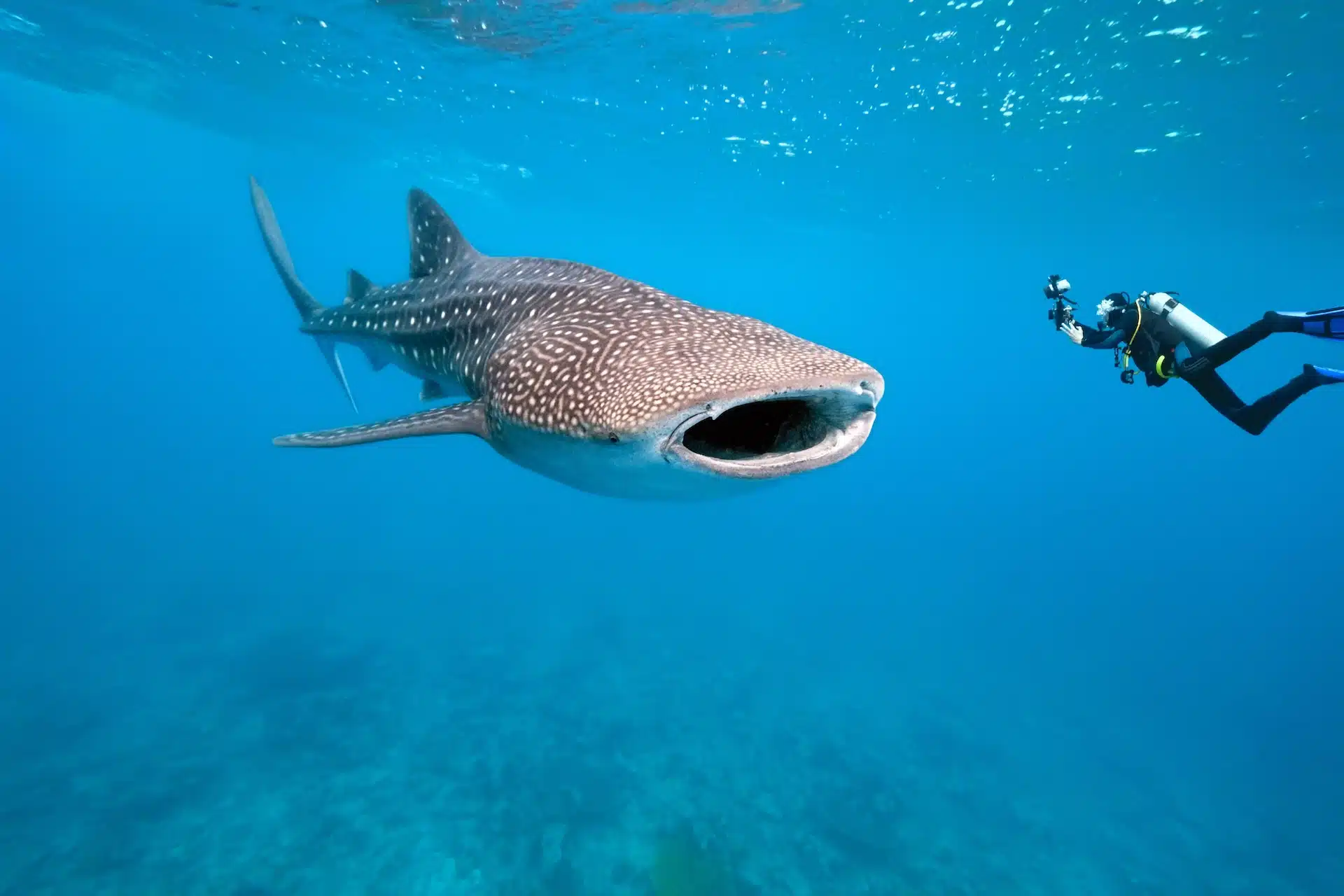 squalo balena alle Maldive