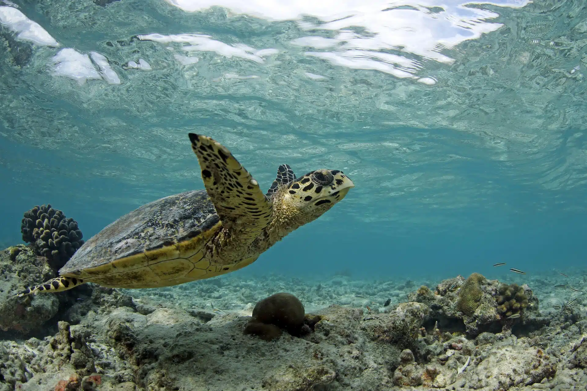 tartaruga alle Maldive