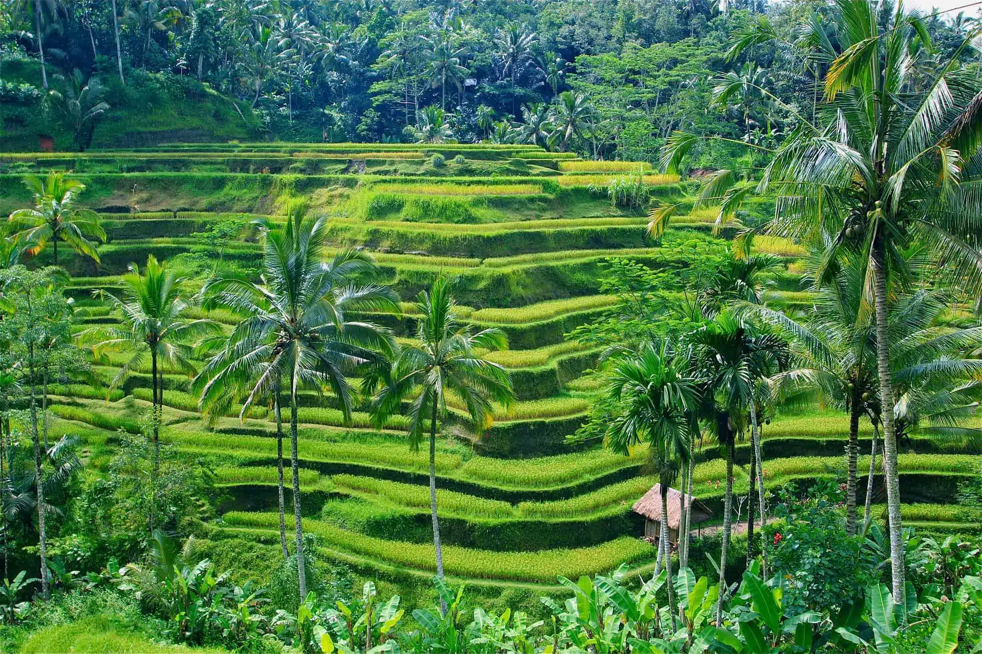 Ubud, la zona migliore dove alloggiare a Bali per chi ama lo yoga e la natura