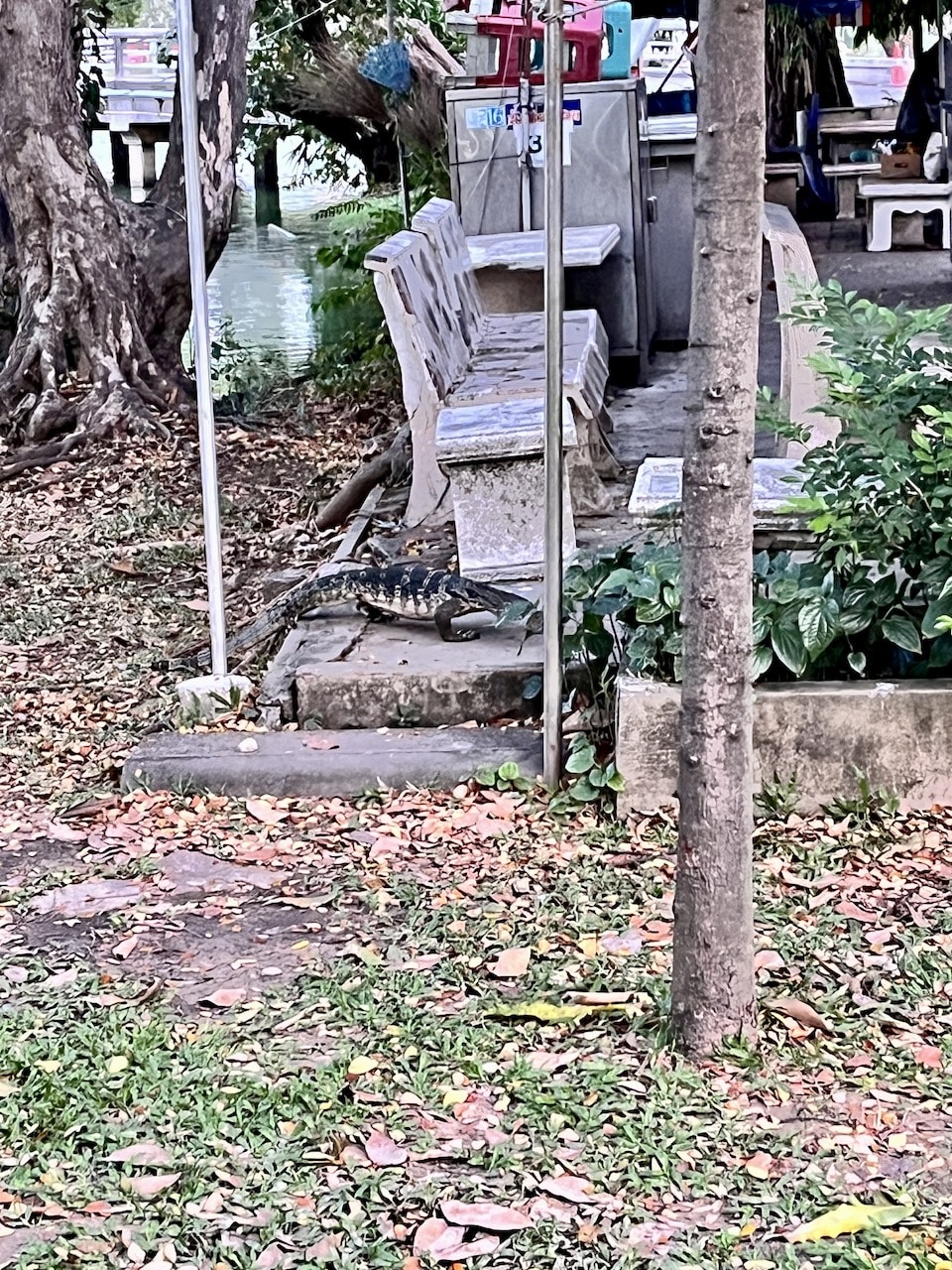 Varano nel Lumpini Park