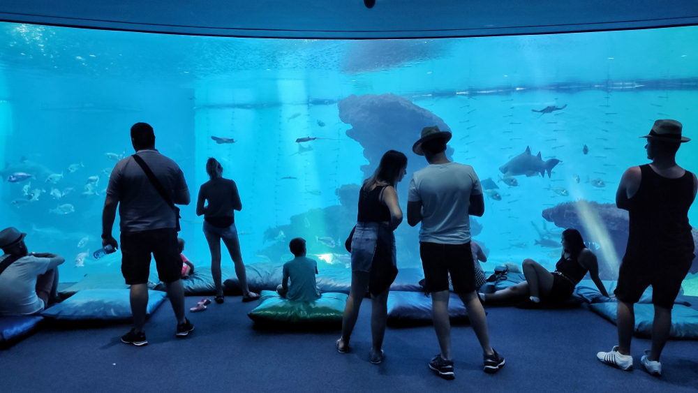 Visitatori davanti a una delle grandi vasche del Palma Aquarium