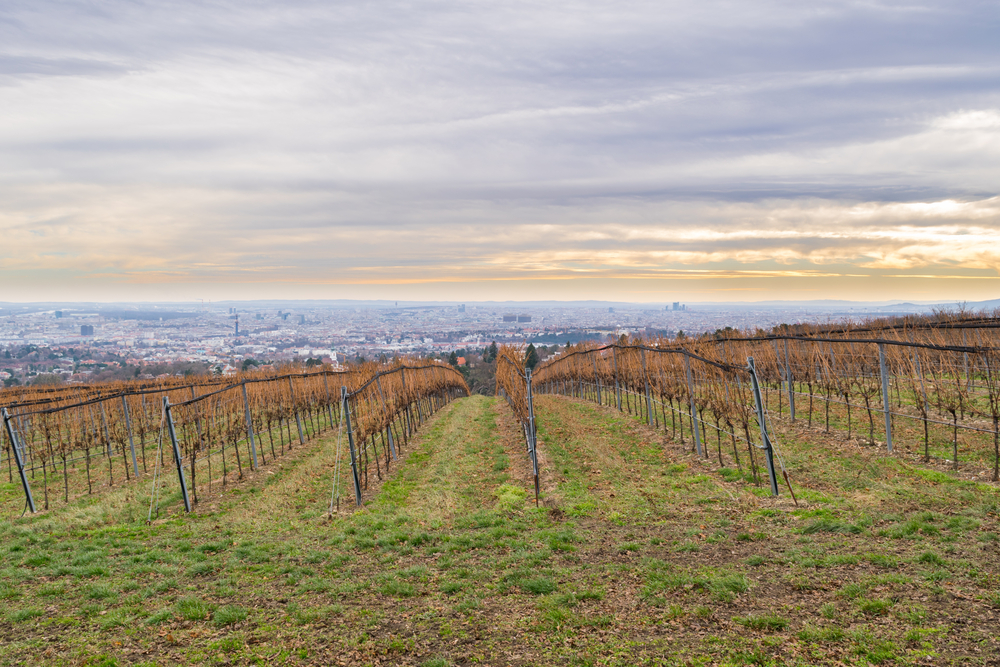 Vista sui vigneti dal Kahlenberg a Vienna